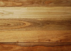 Asian_Spotted_Gum_l